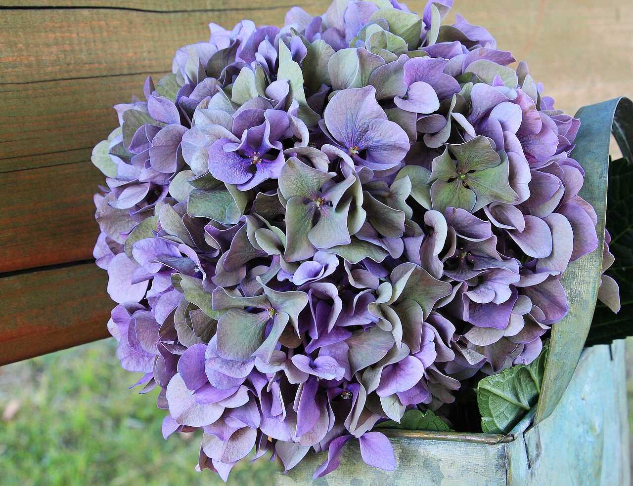 Hoa cẩm tú cầu (Hydrangea) ý nghĩa đặc điểm, 5 màu sắc phổ biến nhất