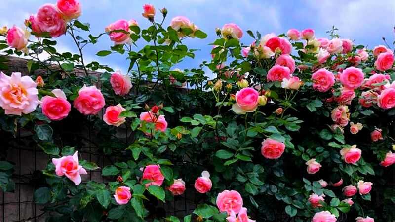 nguồn gốc hoa hồng cổ sapa
