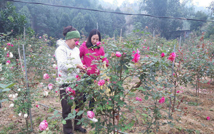 cách trồng và chăm sóc hoa hồng cổ sapa