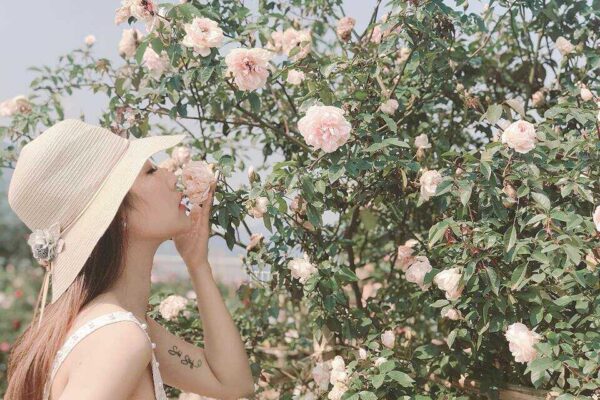 hoa hồng cổ sapa