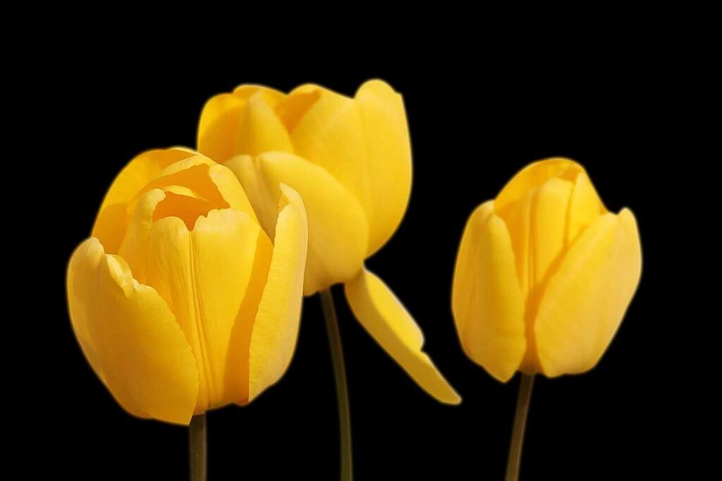 hoa tulip vàng