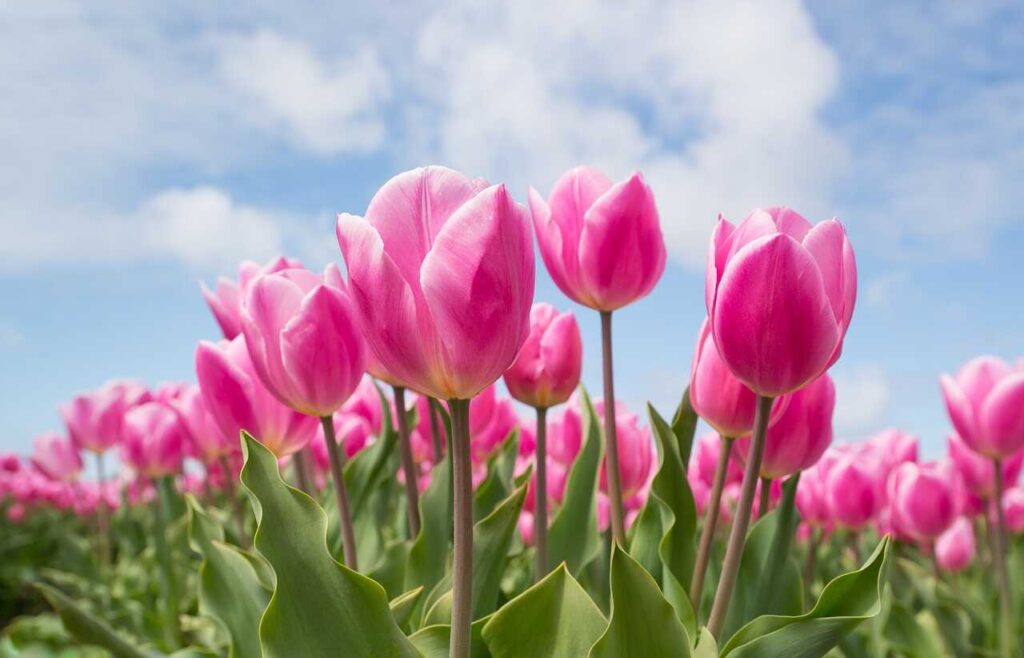 hoa tulip hông