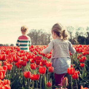 ý nghĩa hoa tulip