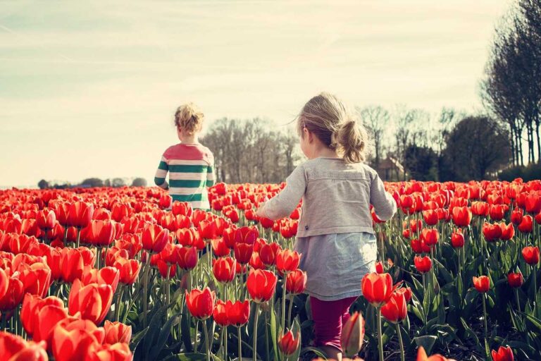 ý nghĩa hoa tulip