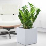cay kim tien 4 đặc điểm cây hoa kim tiền