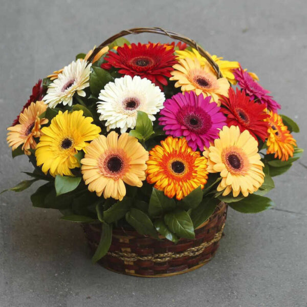 lãng hoa đồng tiền đẹp