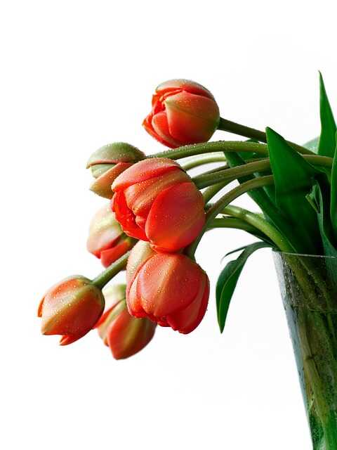 Cách để bảo quản hoa Tulip đỏ tươi lâu