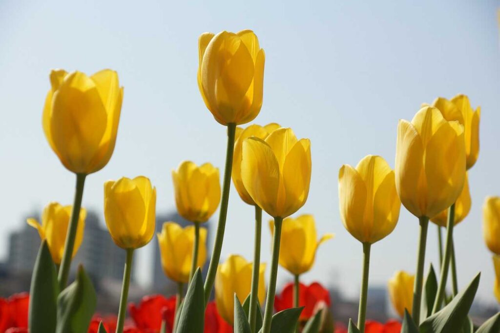 Hoa tulip vàng