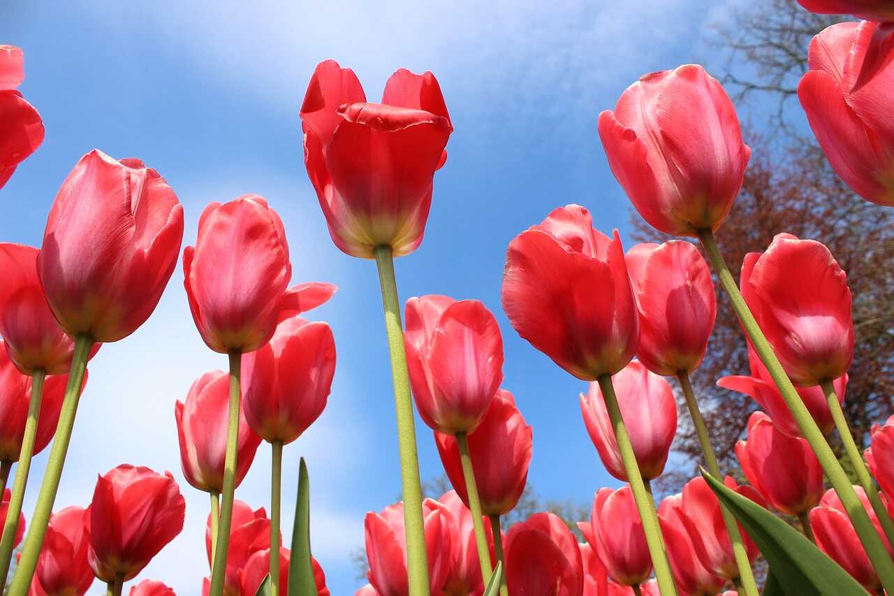 Ý nghĩa hoa tulip đỏ