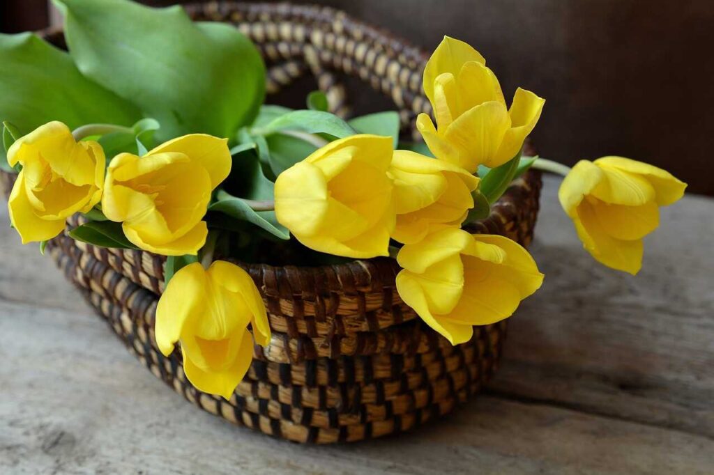 Ý nghĩa hoa tulip vàng trong tình yêu