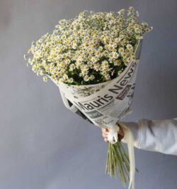 bó hoa cúc tana đẹp nhất