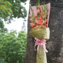 bó hoa lay ơn đẹp nhất