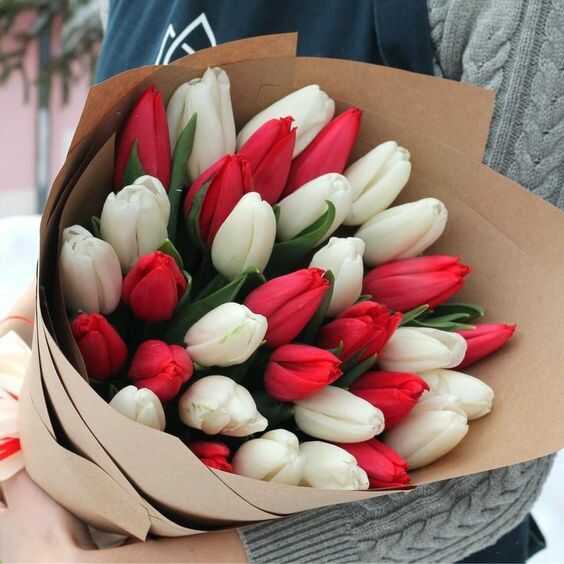 bo hoa tulip do 2