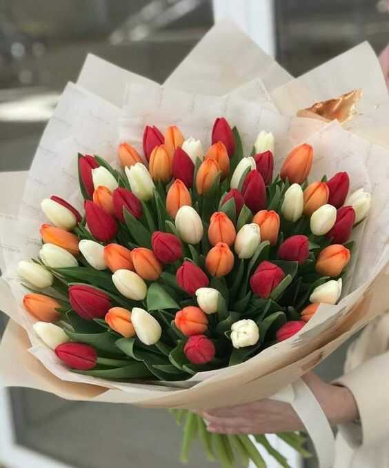 bo hoa tulip do 4