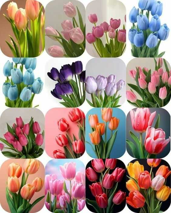 cac mau hoa tulip