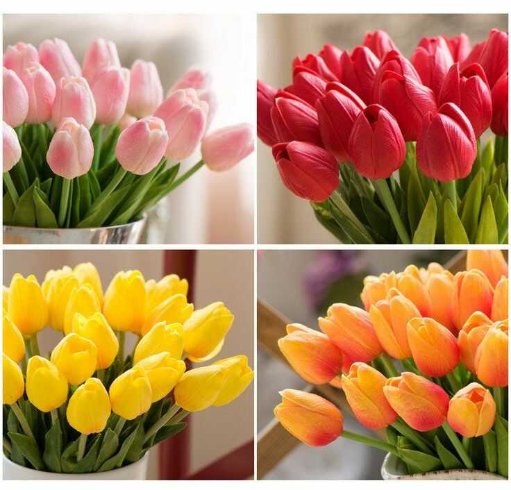 các màu hoa tulip