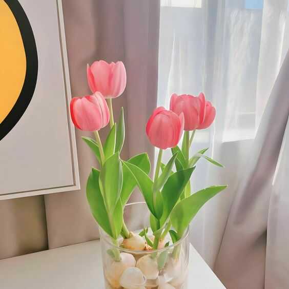cách trồng hoa tulip hồng 