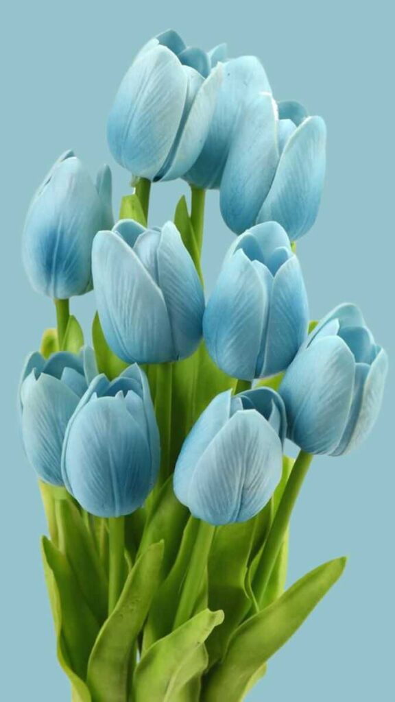gia hoa tulip xanh