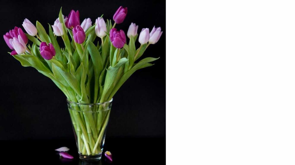 đặc điểm hoa tulip tím (10)