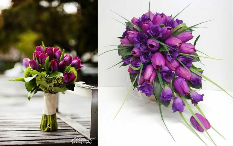 hoa cưới tulip tím