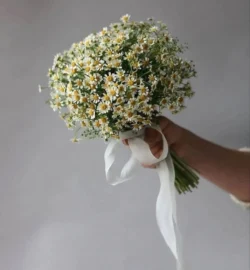 Hoa cưới cầm tay cúc họa mi