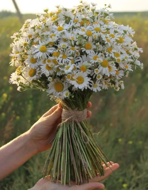 25+ mẫu cưới cúc họa mi đẹp nhất - 7f garden 25+ mẫu cưới cúc họa mi đẹp nhất - 7f garden