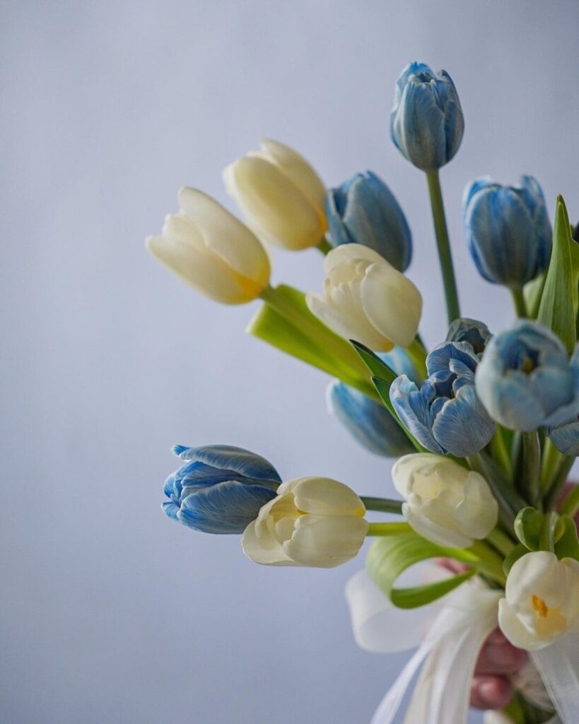 hoa cuoi tulip tim xanh 1