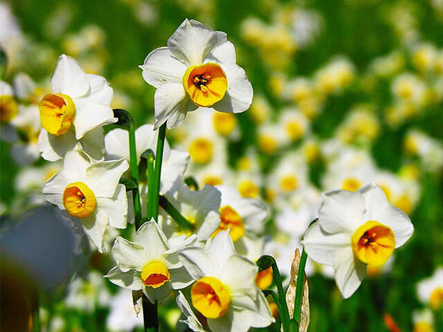 hoa thủy tiên màu trắng vàng