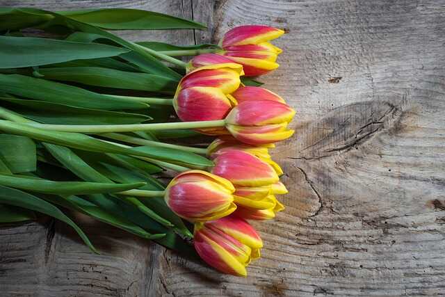 hoa tulip do vang