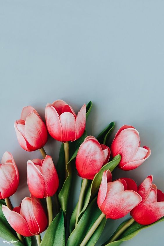 hoa tulip do vien trang 1