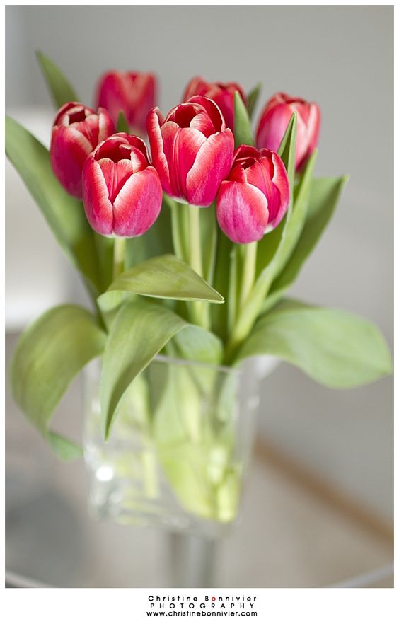 hoa tulip do vien trang 4