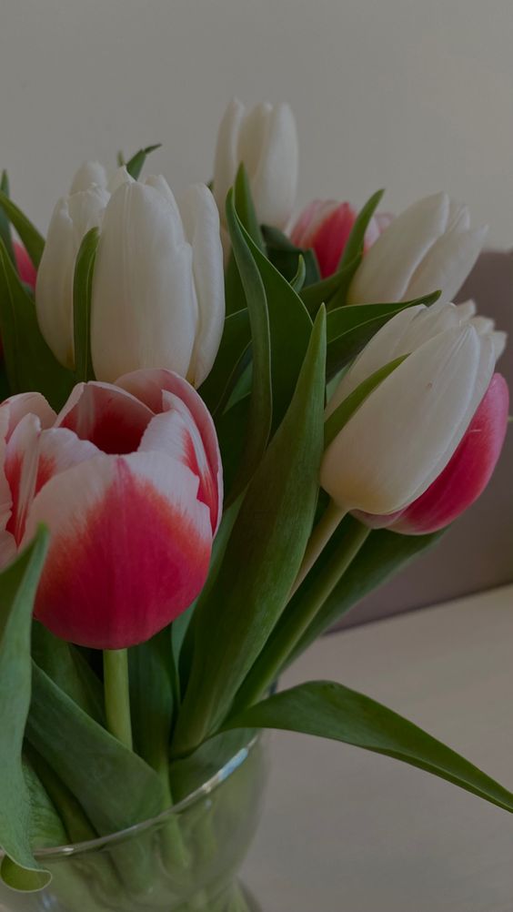 hoa tulip do vien trang 6