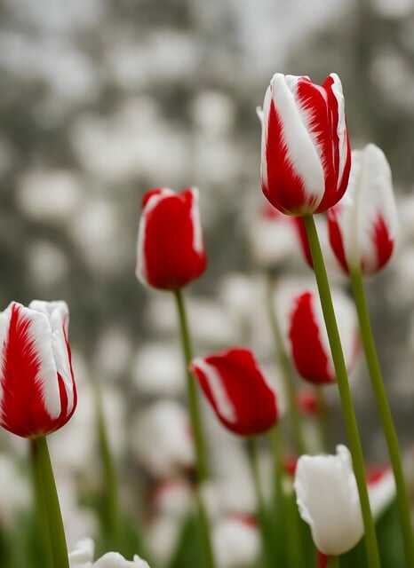 hoa tulip đỏ viền trắng
