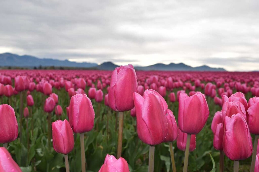 hoa tulip hồng