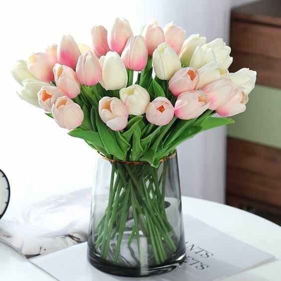 hoa tulip hồng trắng