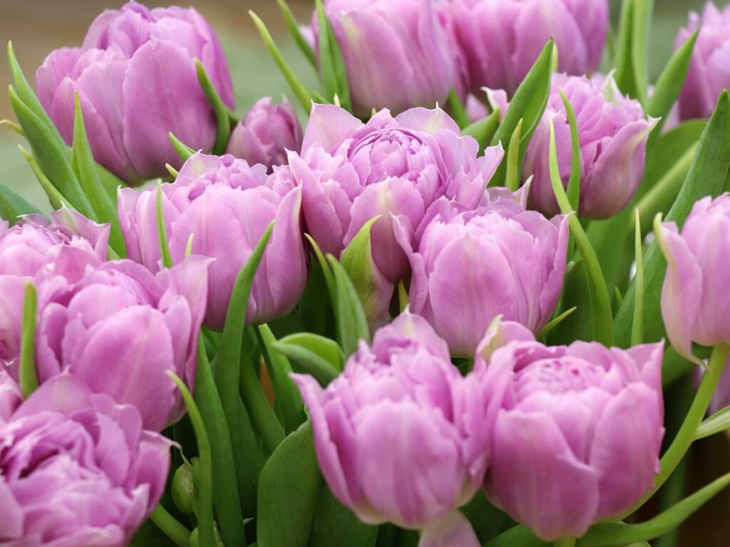 nguồn gốc hoa tulip tím