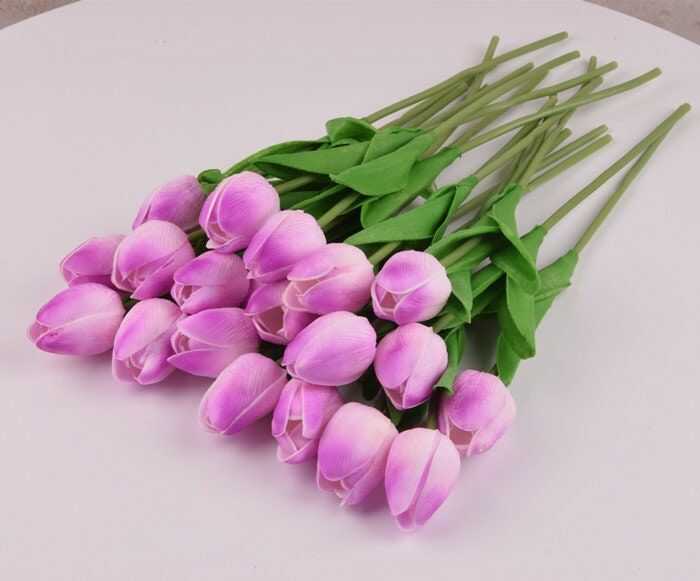 hoa tulip tím nhạt