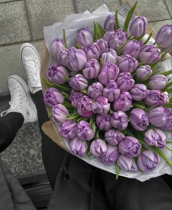 hoa tulip tím thẫm
