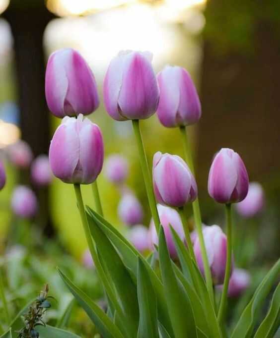 hoa tulip tím trắng
