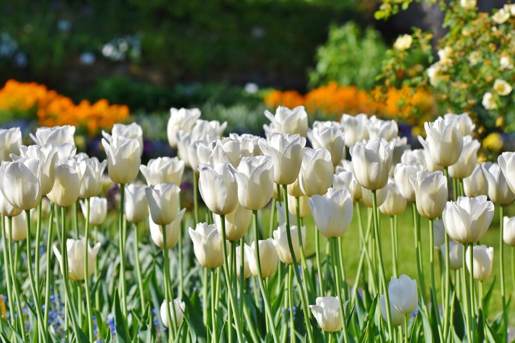 hoa tulip trắng