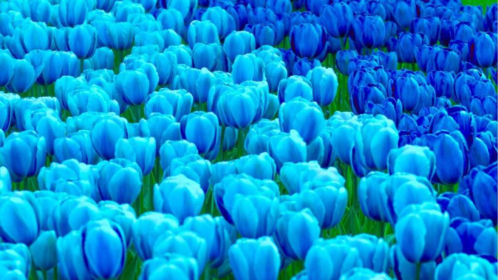 hoa tulip xanh 1