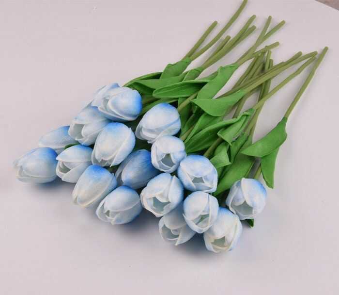hoa tulip xanh trắng