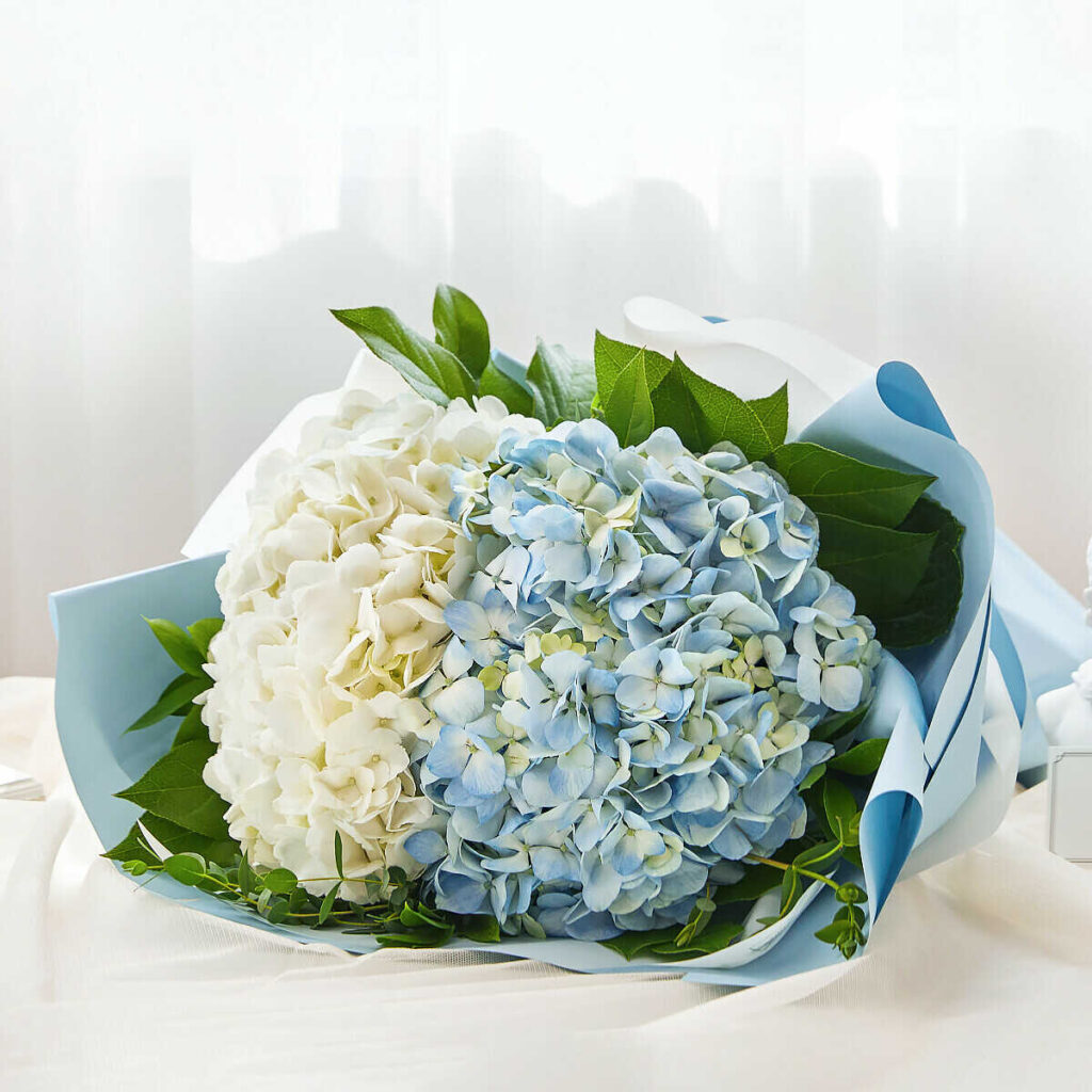 hoa cẩm tú cầu là hoa gì?