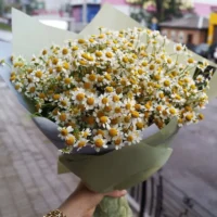 bo hoa cuc tana Bó hoa cúc Tana đẹp và tinh tế dành tặng người thân
