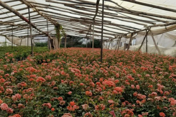 hoa hồng trồng trong vườn