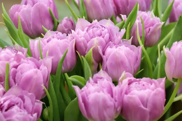 uất kim hương là hoa gì?