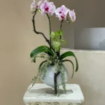 Chậu lan hồ điệp mini để bàn