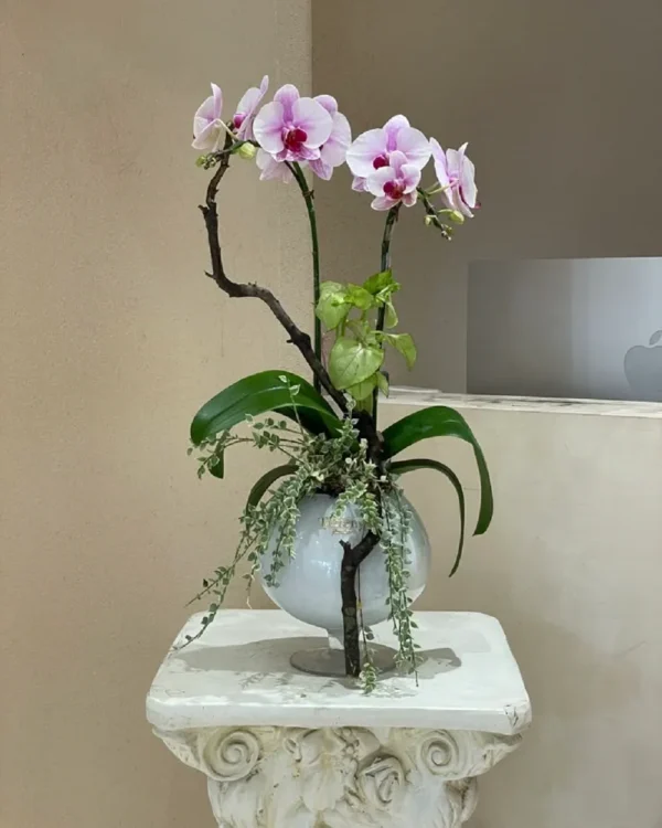 Chậu lan hồ điệp mini để bàn Chậu lan hồ điệp mini để bàn