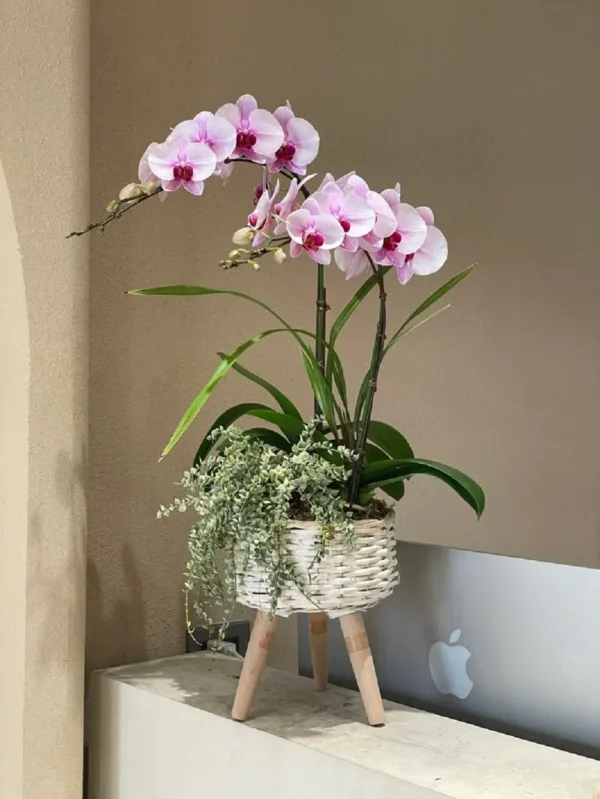 chau-hoa-lan-ho-diep-mini-de-ban (2) chau hoa lan ho diep mini de ban 2