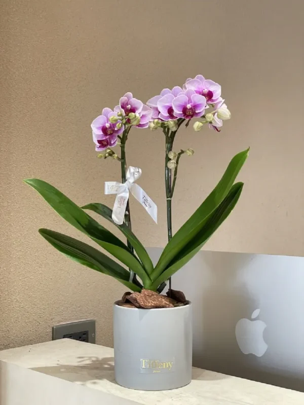 chau-hoa-lan-ho-diep-mini-de-ban (3) chau hoa lan ho diep mini de ban 3